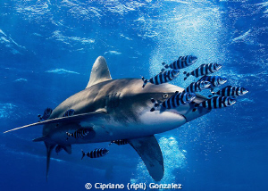 Longimanus and friends by Cipriano (ripli) Gonzalez 
